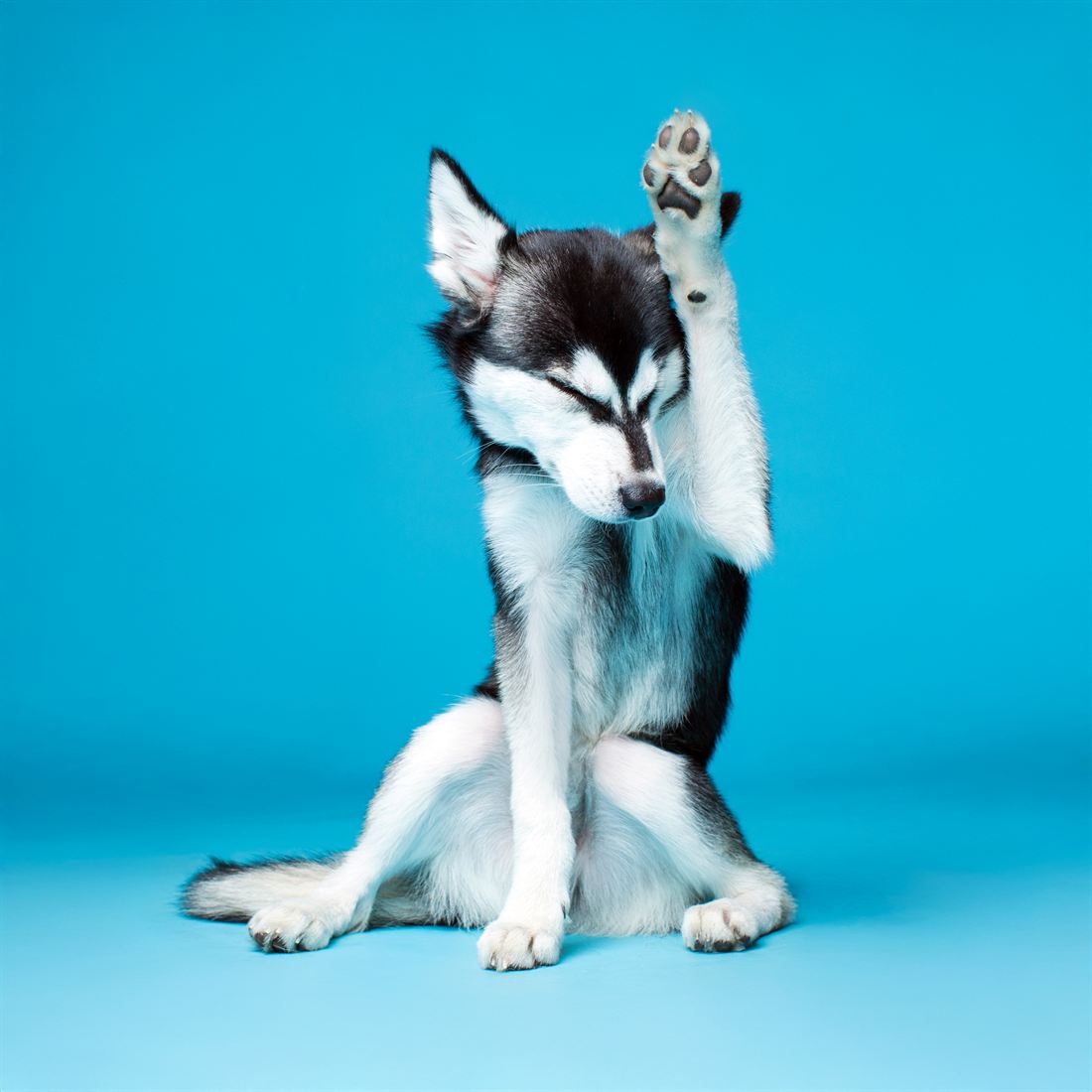 A black and white husky against a bright blue backdrop with one front paw raised high
