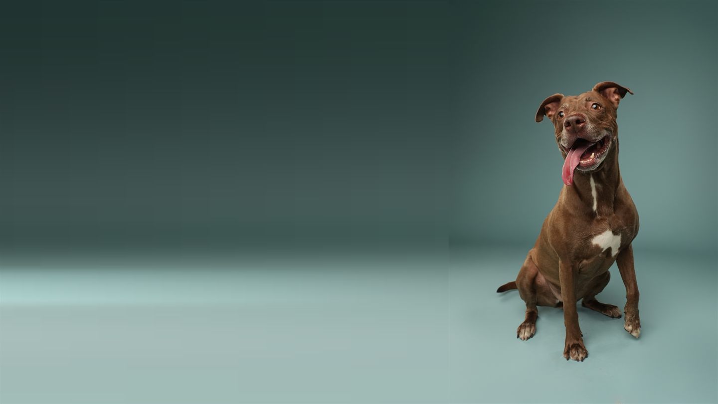 A brown pit bull sitting against a soft teal backdrop, head tilted, tongue out