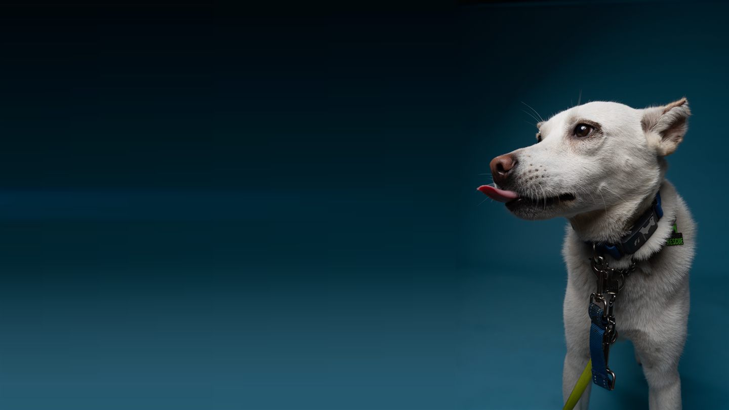 A white senior dog in profile against a deep blue backdrop